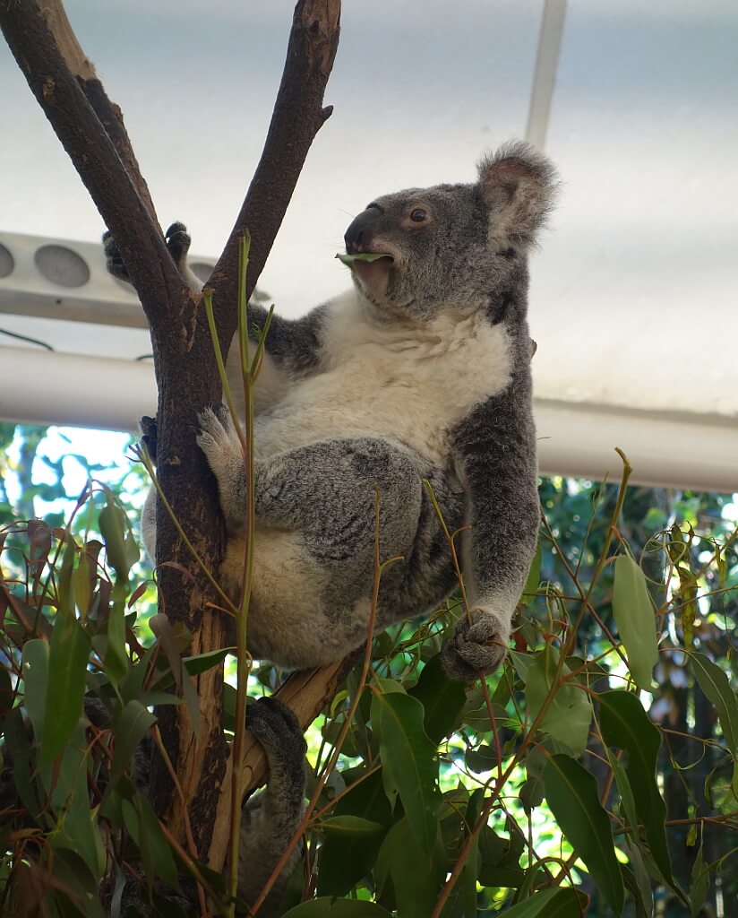 Koala na drzewie z liściem eukaliptusa w buzi