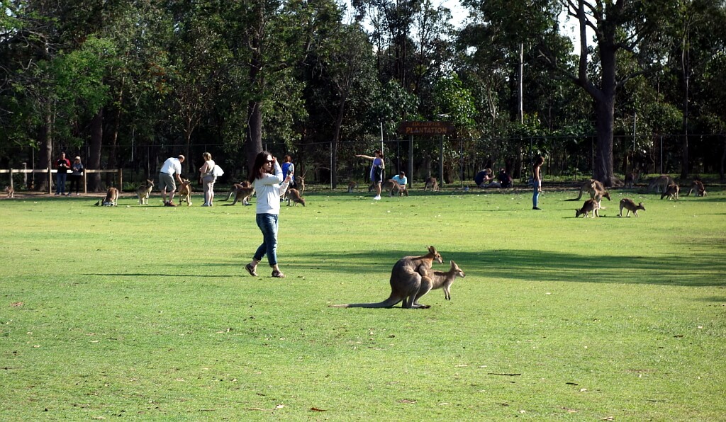 Kangury na trawniku w parku