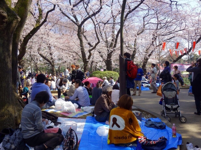 Ludzie świętujący Sakura- święto kwitnienia wiśni