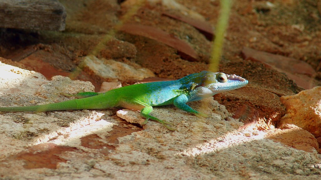 kameleon kubański potrafi zmieniać kolory