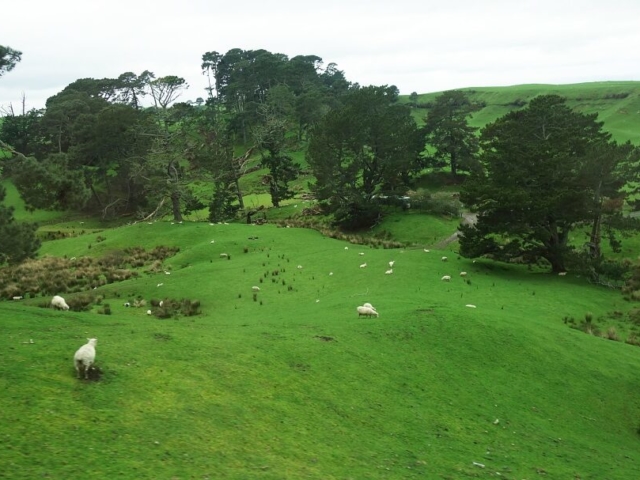 Zielone wzgórza i pasące się owce