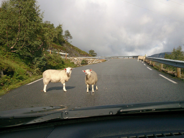 Owce na drodze