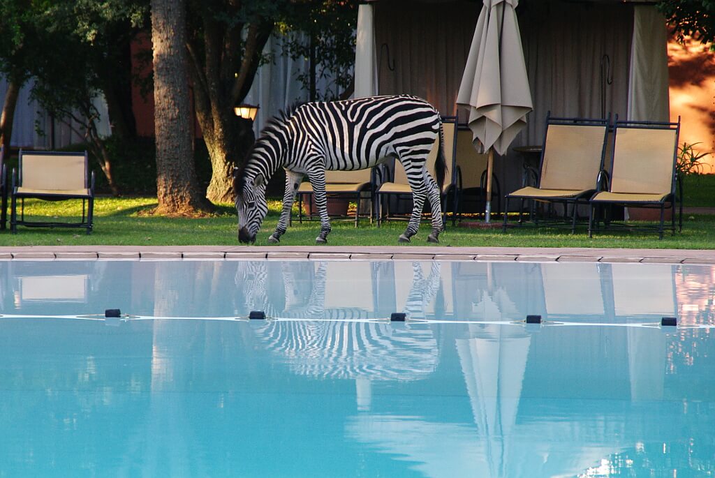 Pasąca się zebra przy basenie hotelowym