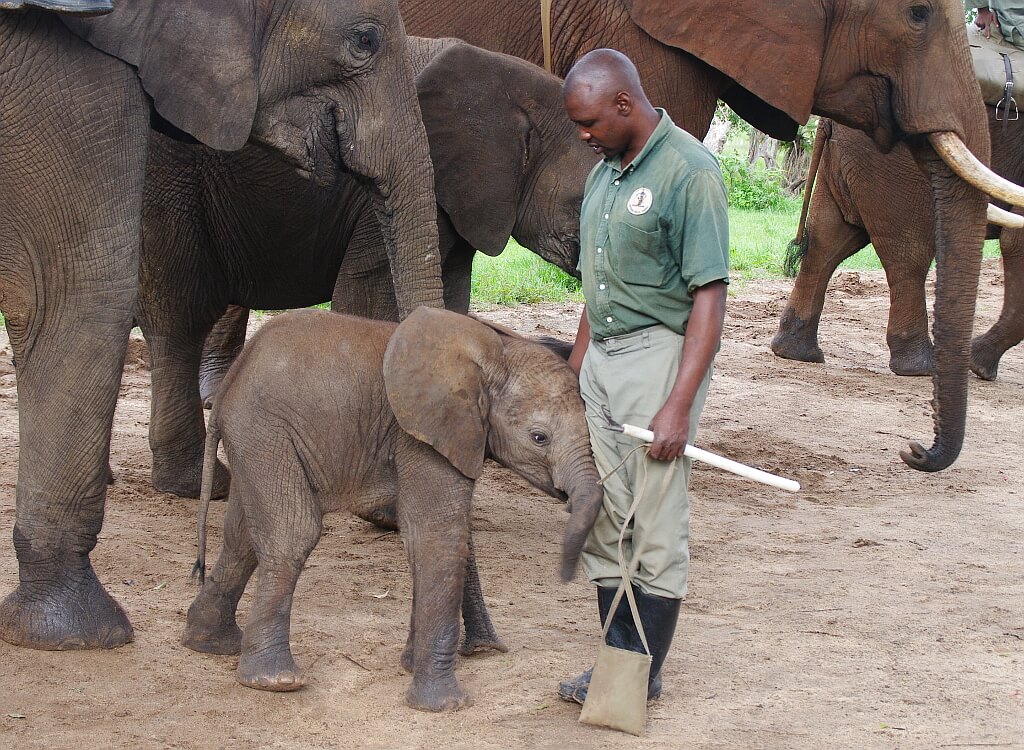 Maly słonik przytulający się do opiekuna
