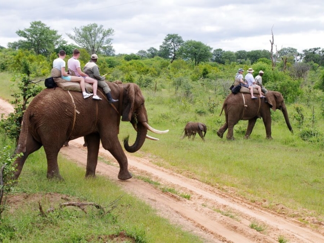 Safari na słoniach