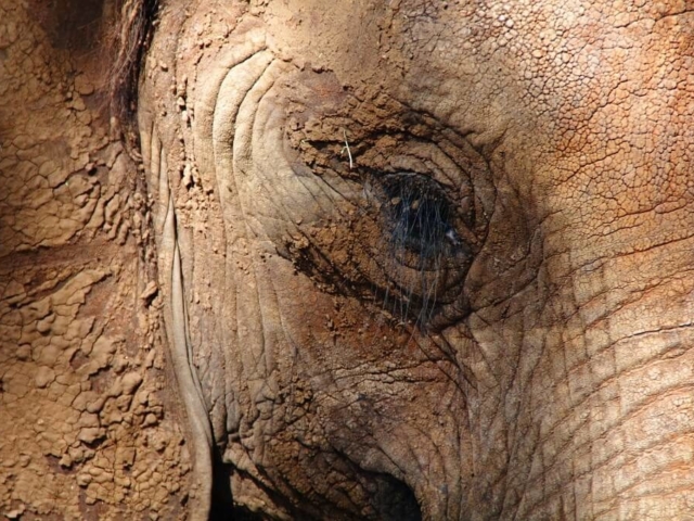 Zbliżenie na rzęsy słonia