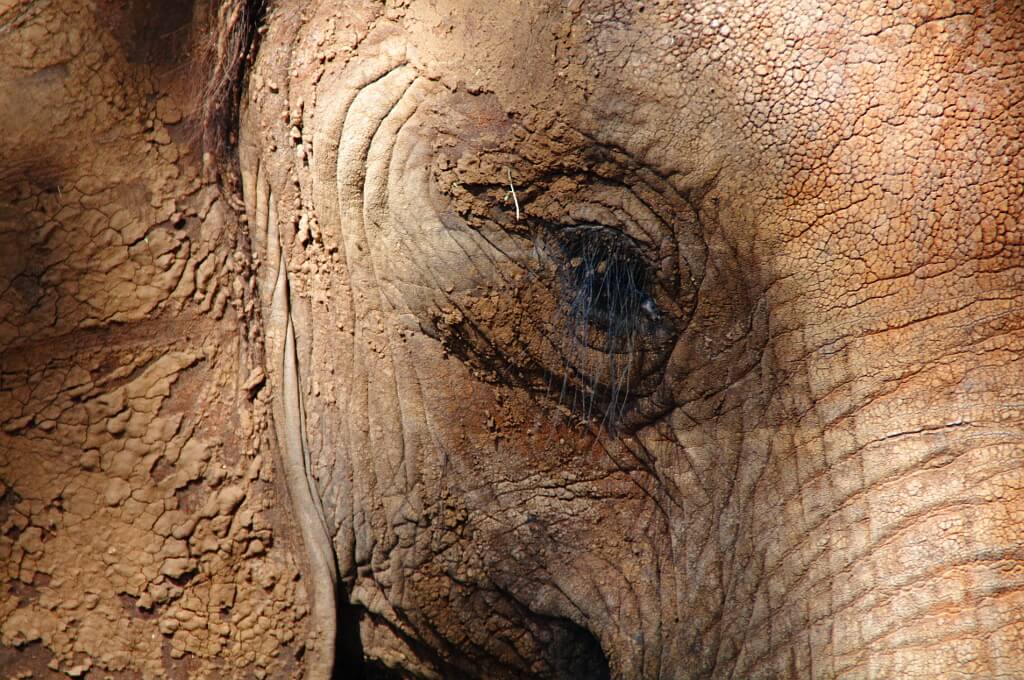 Zbliżenie na rzęsy słonia