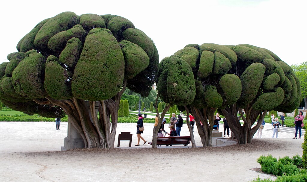 Madryt - fantazyjnie przycięte parkowe drzewa