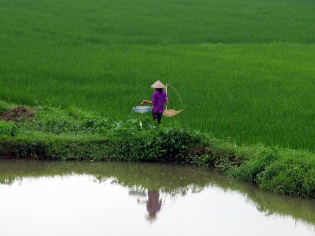 Wietnam, pole ryżowe