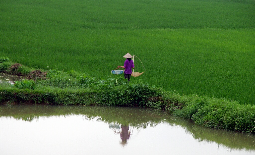 Wietnam, pole ryżowe